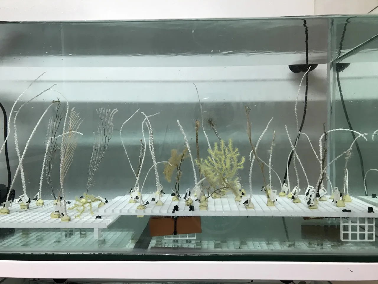 Deep-Sea Lab