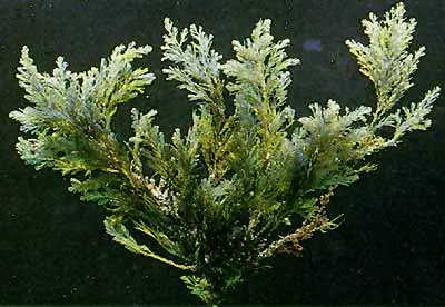Algae