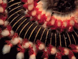 Segmented worms