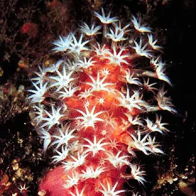 Corals
