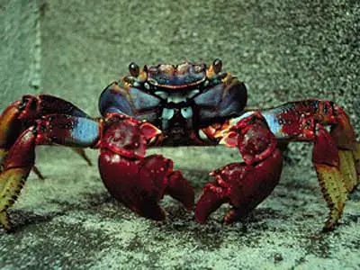 Crustaceans