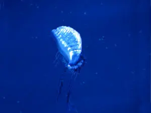 Hydroids