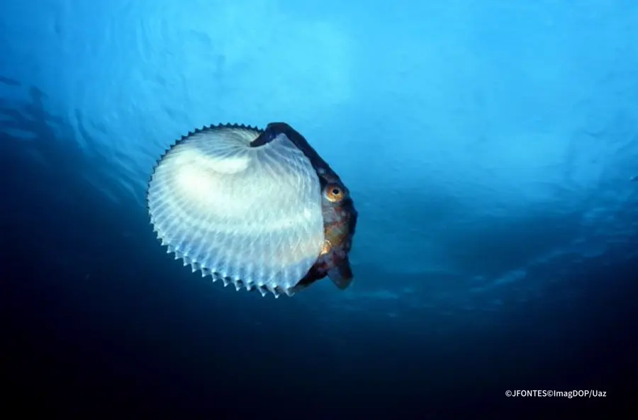 Molluscs
