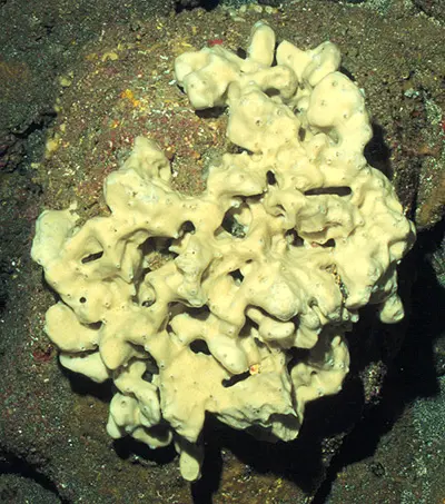 Sponges